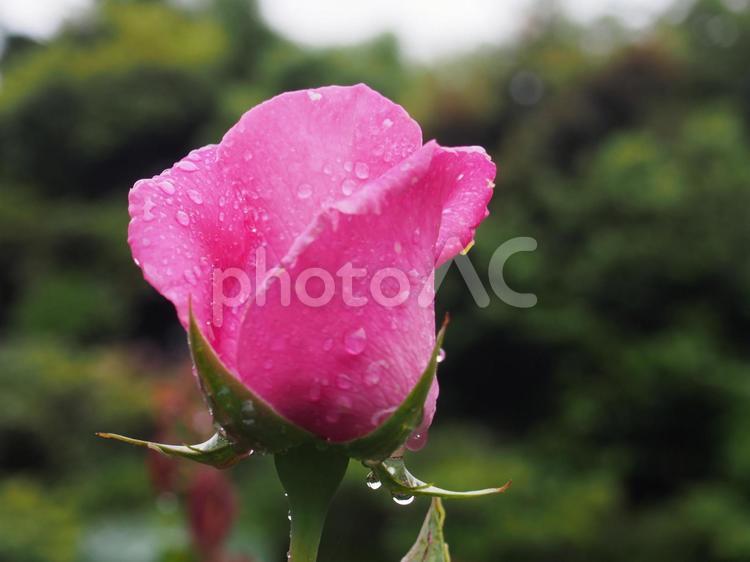 雨上がりの薔薇 雨上がり,薔薇,ピンクの写真素材