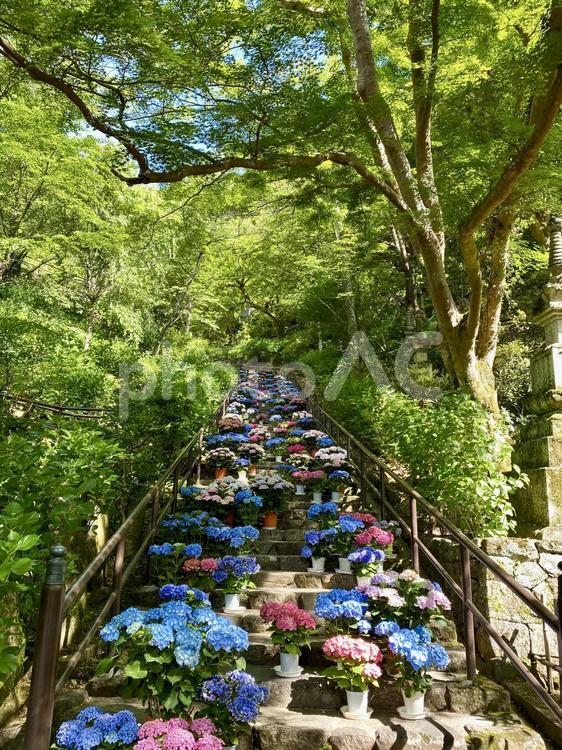 奈良の長谷寺　紫陽花の階段 奈良,長谷寺,紫陽花の写真素材