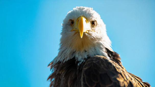 Portrait of a bald eagle with a sharp gaze, eagle, eagle, eagle, JPG