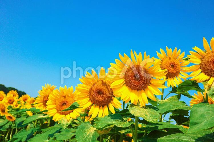 ひまわり畑と青空　夏のイメージ　2633 ひまわり畑,夏,ひまわりの写真素材