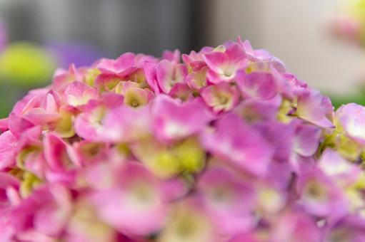 紫陽花 紫陽花の写真