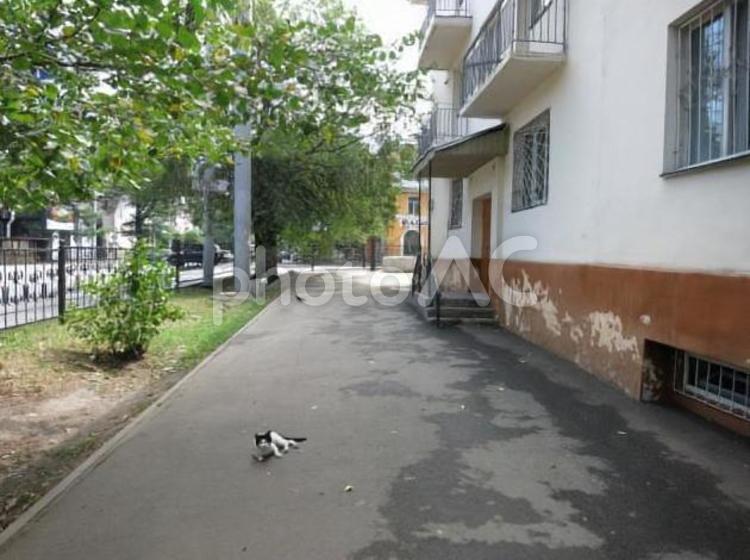 アルマトイの市内風景 道,猫,空の写真素材