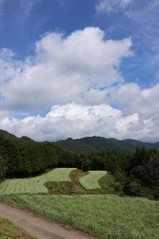９月下旬のまんのう町島ヶ峰の天空のソバ畑の写真
