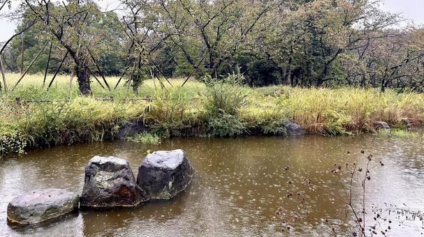 雨の池 雨,葉っぱ,曇り空の写真素材