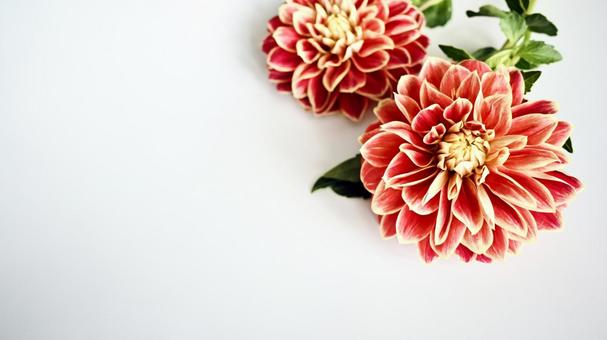ダリア (白背景) ダリア (白背景) ダリア,花,花束の写真素材