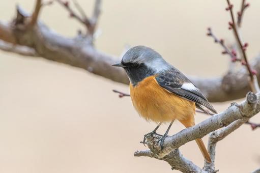 枝にとまるジョウビタキのオス 枝にとまるジョウビタキのオス ジョウビタキ,野鳥,鳥類の写真素材