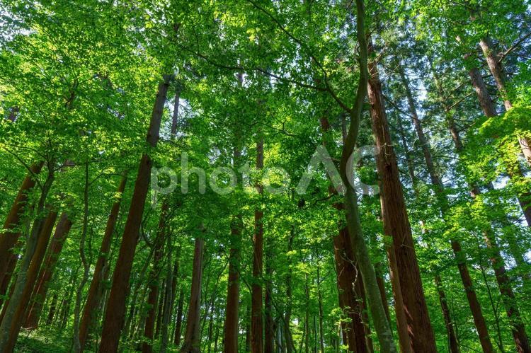 新緑の杉並木 羽黒山,新緑,杉並木の写真素材
