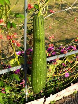 大船FC・つる植物コーナーの長いヘチマ ヘチマ,植物,木の実の写真素材
