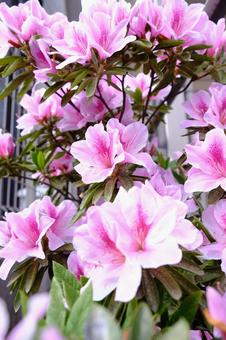 Azalea in full bloom, JPG Azalea in full bloom, JPG