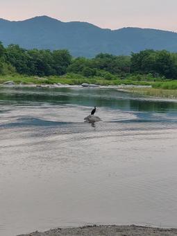 川鵜 川鵜の写真