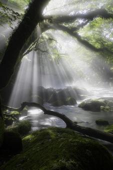 熊本-【菊池渓谷の光芒】 熊本-【菊池渓谷の光芒】 熊本,菊池渓谷,川の写真素材