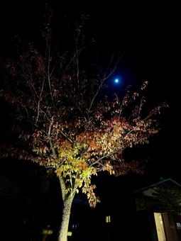 月光に照らされる紅葉 あわら市,月,月光の写真素材