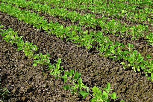 ダイズ畑 ダイズ畑,大豆畑,大豆の写真素材