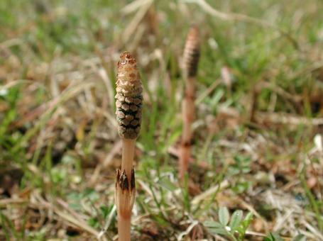 ツクシのクローズアップ ツクシのクローズアップ シダ植物,胞子茎,ハカマの写真素材