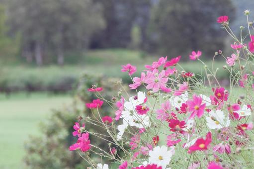 A pale cosmos field, JPG