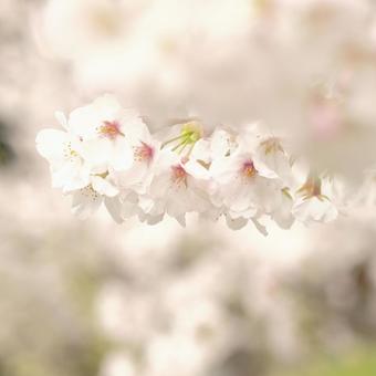 cherry blossoms, JPG cherry blossoms, JPG