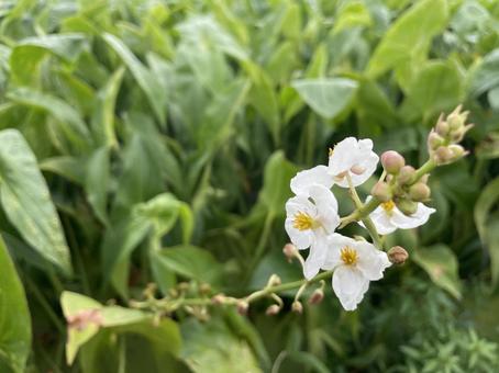 クワイの花 クワイの花の写真