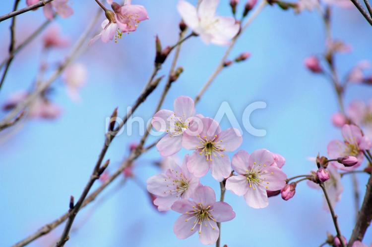 早咲き桜-305 桜,早咲き桜,一重の写真素材