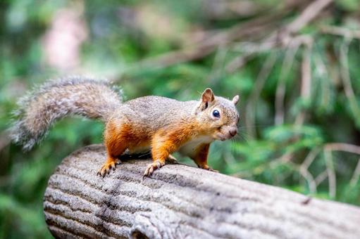 ニホンリス 井の頭動物園 ニホンリス 井の頭動物園 ニホンリス,リス,動物の写真素材