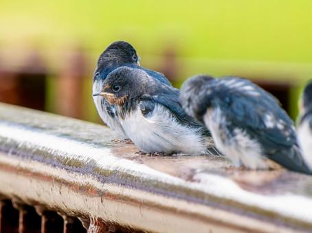 手すりにとまるツバメ 手すりにとまるツバメの写真