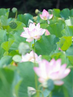 蓮(ハス) 蓮(ハス) 蓮,ハス,大輪の写真素材