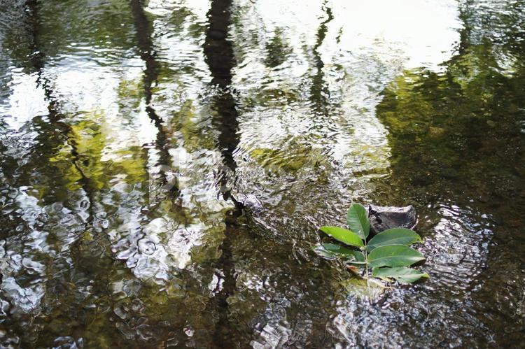 水面　水　透明感　自然　葉　背景　綺麗　ナチュラル　川 水面,水,透明感の写真素材