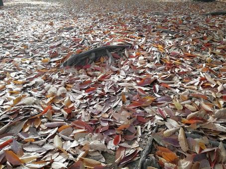 落ち葉05_根っこと落ち葉 落ち葉,秋,絨毯の写真素材