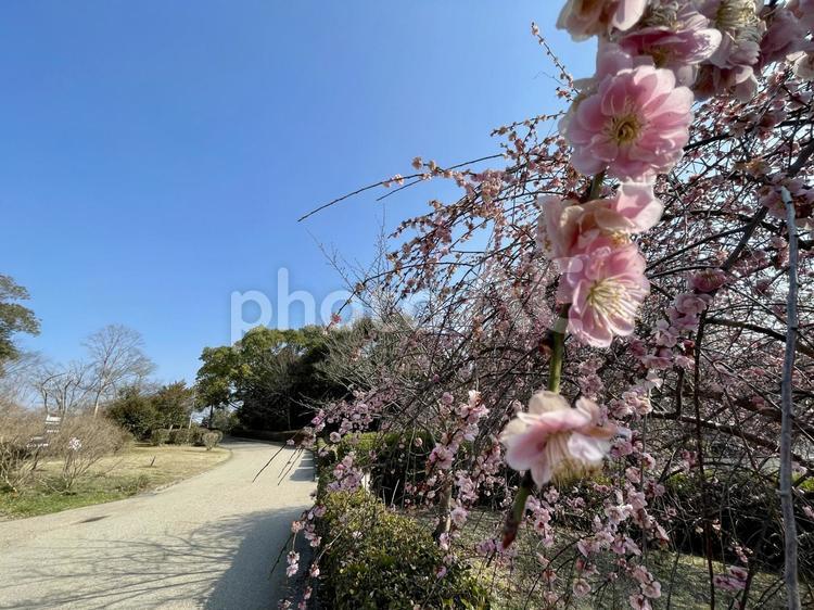 奈良　大和民族公園　枝垂れ梅 枝垂れ梅,ピンク色,淡いピンクの写真素材