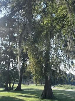 スパニッシュモスが垂れる木 サルオガセモドキ,垂れ下がる,樹木の写真素材