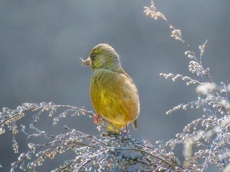 枝にとまるカワラヒワ 枝にとまるカワラヒワの写真