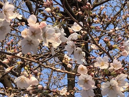 春爛漫、桜。 春爛漫、桜。の写真