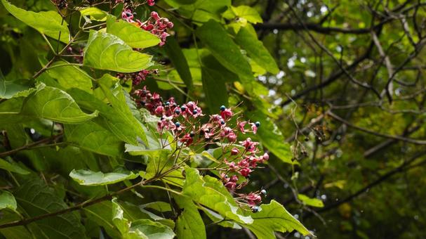 【花の写真】クサギの 【花の写真】クサギの 花,実,クサギの写真素材