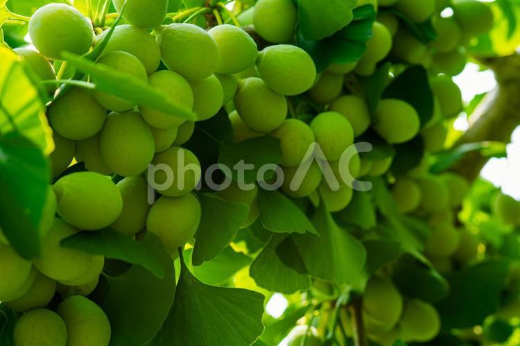 日陰の銀杏の実 銀杏,ギンナン,イチョウの写真素材