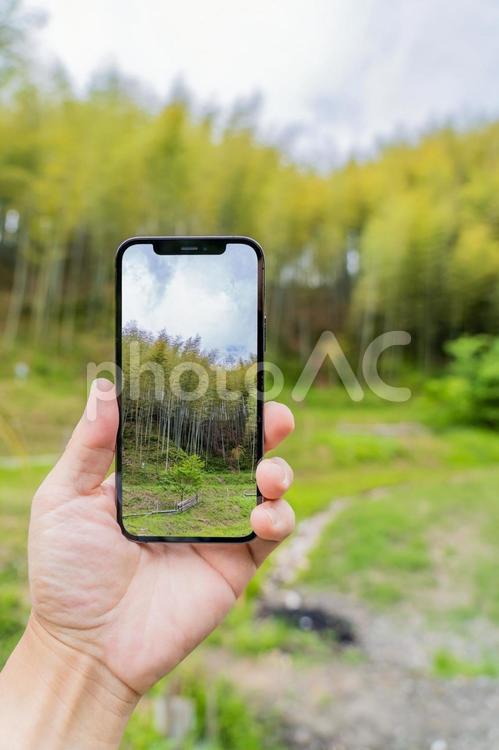 田舎の竹林でスマホで景色を撮る　切り抜き 竹,竹藪,縦向きの写真素材