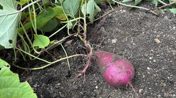 家庭菜園で掘り出したさつま芋 さつま芋,芋,芋ほりの写真素材
