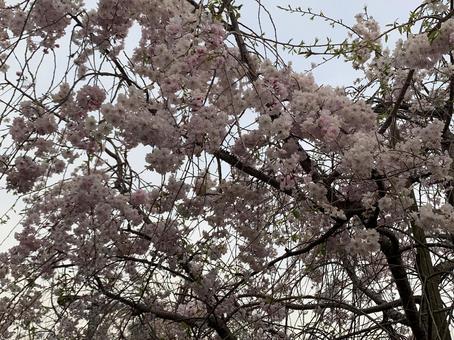 枝垂れ桜 枝垂れ桜の写真