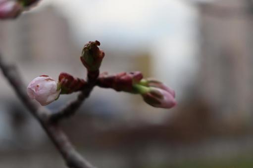 Sakura, JPG