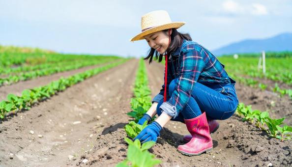 夏の畑で作業するおしゃれ農業女子 夏の畑で作業するおしゃれ農業女子の写真