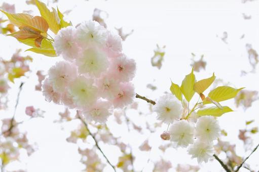 薄紅色の八重桜　普賢象 普賢象,桜,八重桜の写真素材