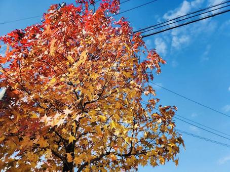 紅葉する木と電線 カエデ,紅葉,もみじの写真素材