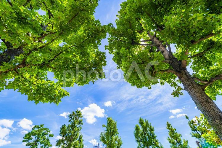 青空と新緑の木 背景,自然,緑の写真素材