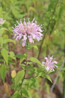 植物 ワイルドベルガモットの花 植物 ワイルドベルガモットの花の写真