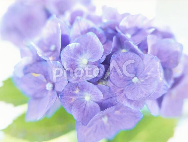 紫陽花（ふんわり・青みがかった紫色） アジサイ,あじさい,紫陽花の写真素材