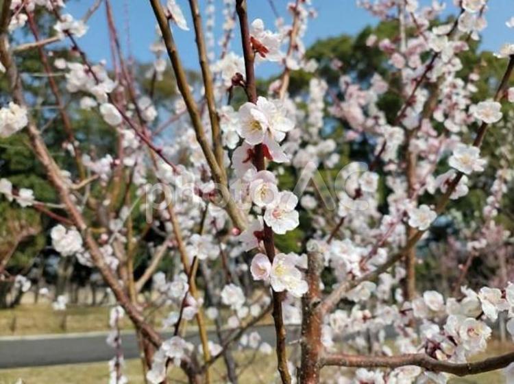 佐賀県立森林公園の梅 風景,花,梅の写真素材