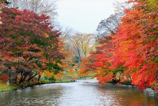 清水公園の紅葉 清水公園の紅葉,紅葉,清水公園の写真素材