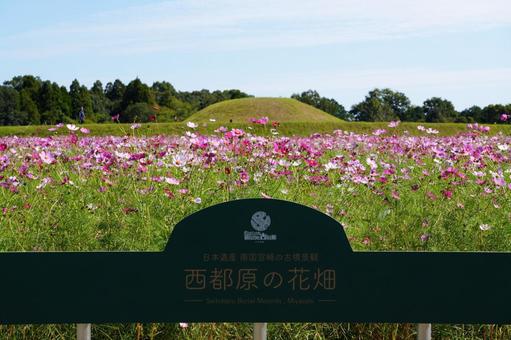 宮崎県西都市の西都原古墳群のコスモス 宮崎県,西都市,西都原古墳群の写真素材