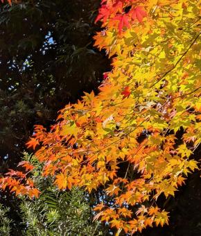 もみじ　紅葉 紅葉,もみじ,京都の写真素材