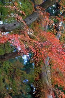 紅葉 紅葉の写真