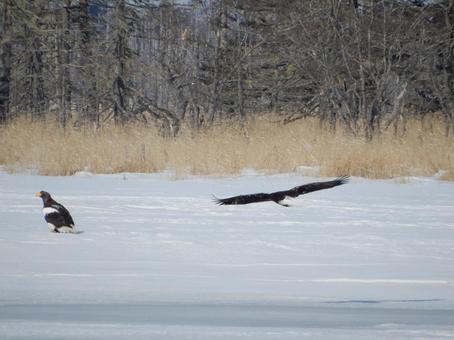 冬の知床のオジロワシが飛ぶ姿 鷲,ワシ,猛禽類の写真素材