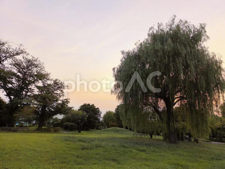 夕暮れの公園 公園,夕暮れ,風景の写真素材